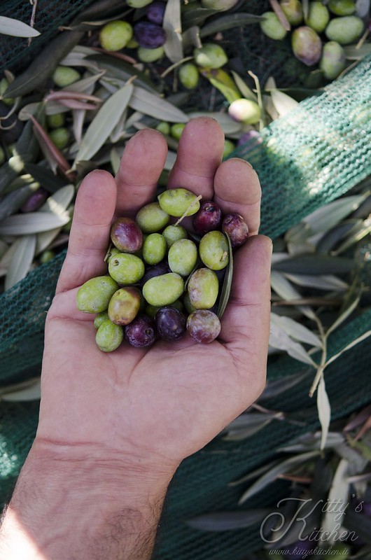 Fare l’Olio