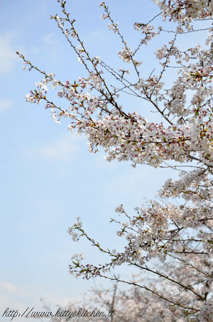 Di Hanami e di tamagoyaki