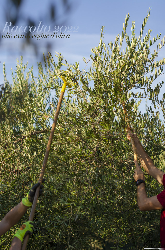 La stagione del raccolto e l’olio nuovo 2022